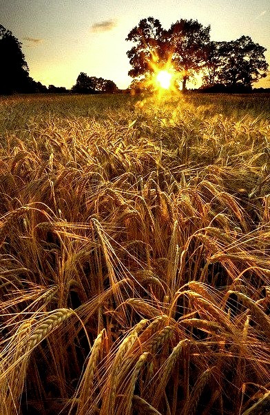 Barley Field Sunset, Lymm, England