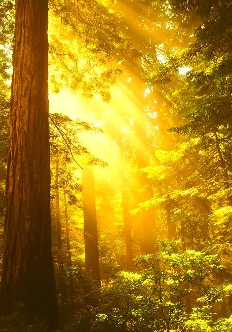 Golden Sunrays, The Redwoods, California