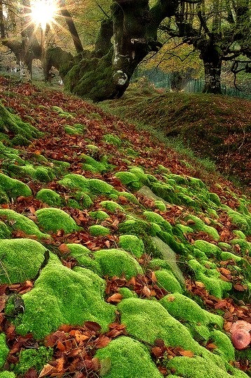 Beautiful corner in the forest, Gorbea Natural Park, Basque Country, Spain.
