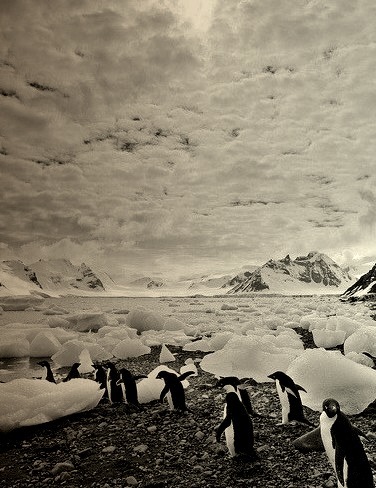 March of the Adelies, Antarctica