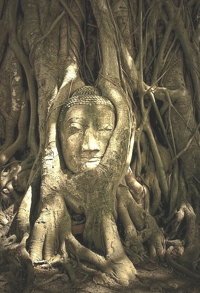 The famous Buddha Head at Wat Mahathat Temple, Thailand
