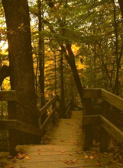 Wooden Stairs And Boardwalk Cuyahoga Valley, Ohio, USA