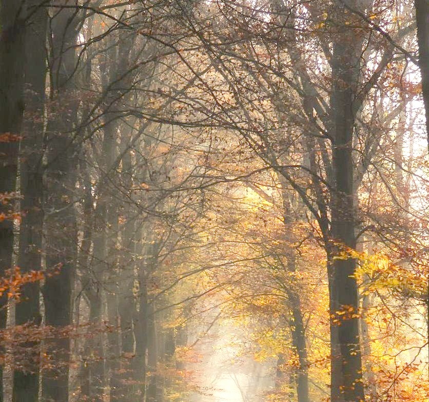 Nijmegen Forest, The Netherlands