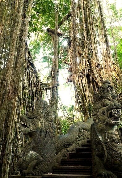 Giant strangler fig at Ubud Monkey Forest, Bali / Indonesia
