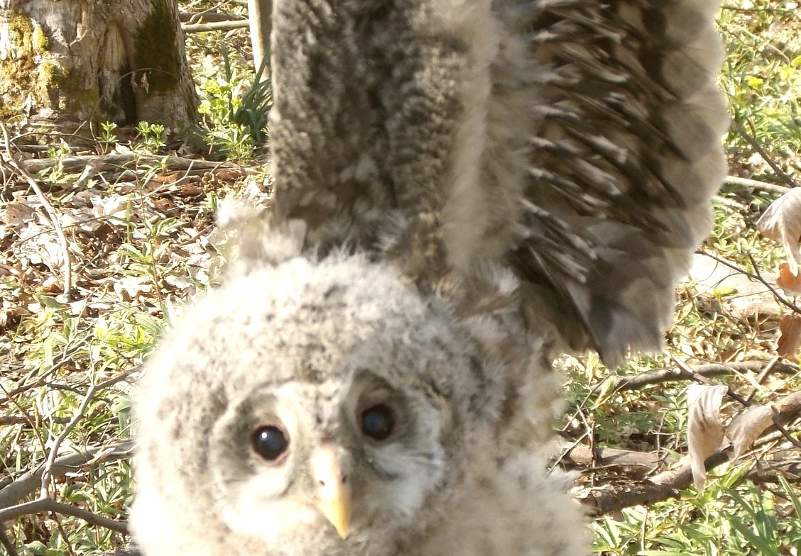 Look what I found today on the forest, a baby owl!